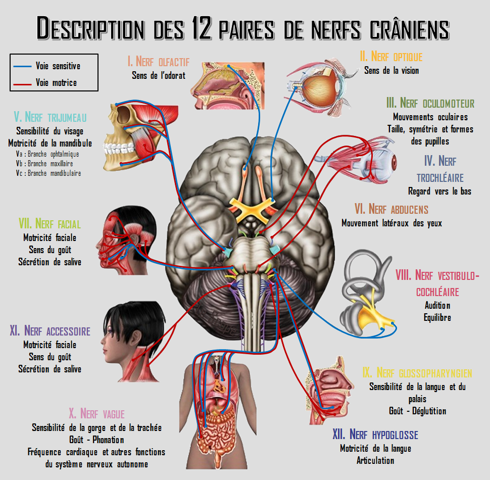 Le Scope : L'Homme possède 12 paires de nerfs crâniens