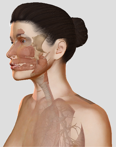 Airways