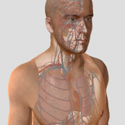 Bilan hemodynamique