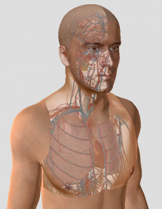 Bilan hemodynamique