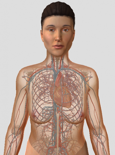 Circulatory