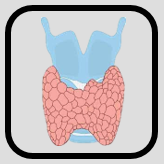 Endocrino metabolisme