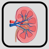 Urologie nephrologie